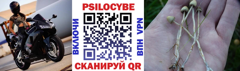 Псилоцибиновые грибы Psilocybe  цена наркотик  OMG tor  Карабаш 